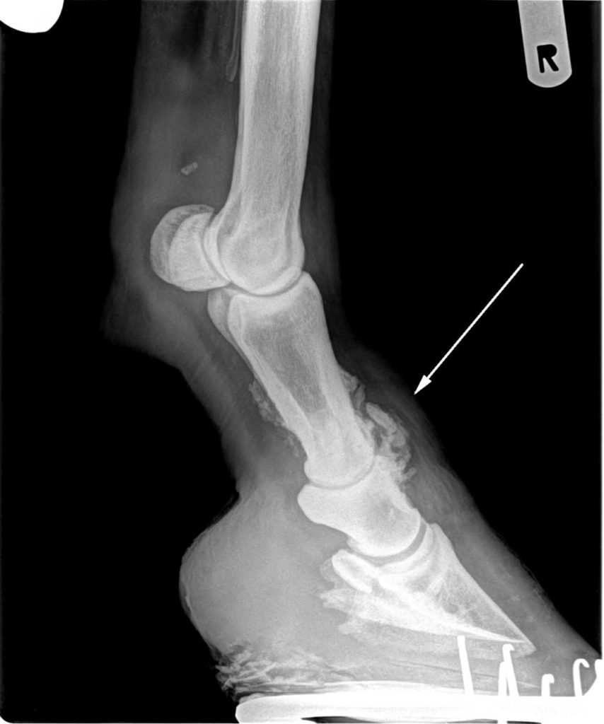 arthrose-dr-peer-seef